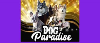 pension pour chien dog paradise hotel pension de luxe.