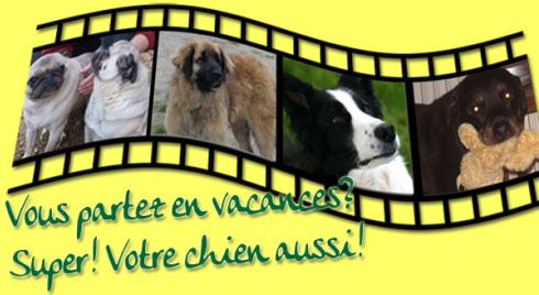 pension chien