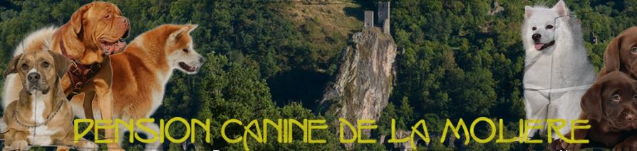 pension canine de la moliere