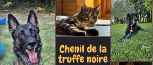 chenil de la truffe noire pension canine