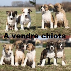 acheter un chiot