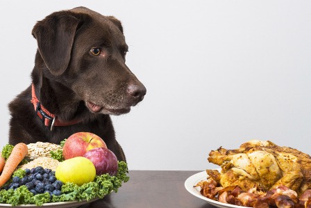 alimentation du chien