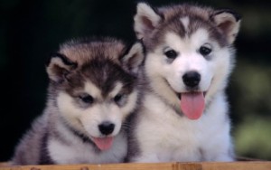 fond d'écran mignon chiots husky