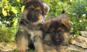 fond d'écran hd chiots berger allemand