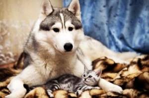 beau fond d'écran husky avec chaton