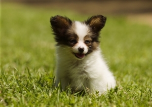 fond d'écran mignon chiot