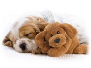 fond d'écran hd chiot avec peluche