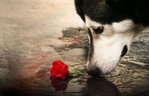 fond d'écran husky et rose rouge