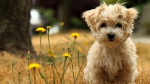 dog wallpaper hd