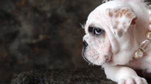 fond d'écran chien bouledogue avec collier de perles