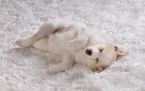 fond d'écran chiot blanc sur tapis blanc