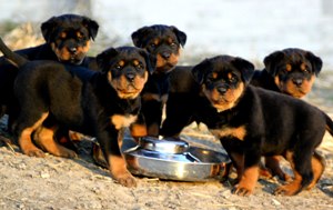 fond d'écran hd chiots rottweiller