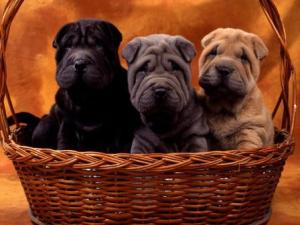 beau fond chiots shar pei