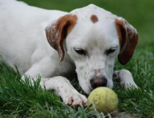 fond d'écran chien avec balle de tennis