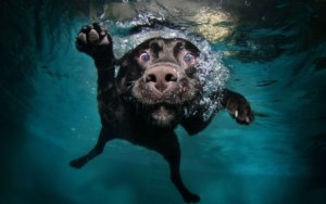 fond d'écran hd chien qui nage sous l'eau