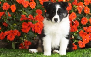 fond d'écran chiot border collie avec fleurs