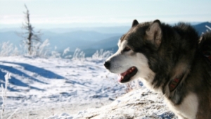 fond d'écran hd chien malamute dans la neige