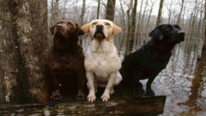 fond d'écran hd chien labrador