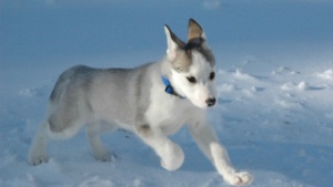 fond d'écran chien husky dans la neige