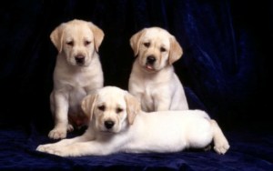 beau fond d'écran trois chiots