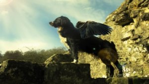 fond d'écran chien border collie avec des ailes