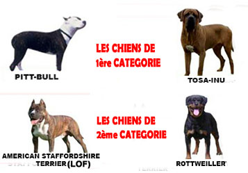 chiens dangereux