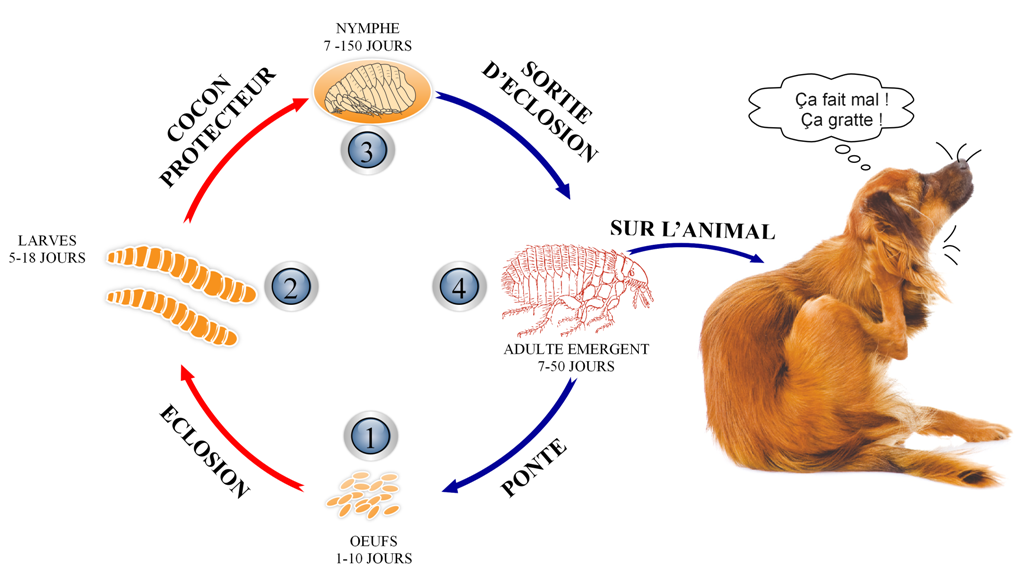 cycle de vie d une puce