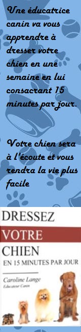 dresser son chien