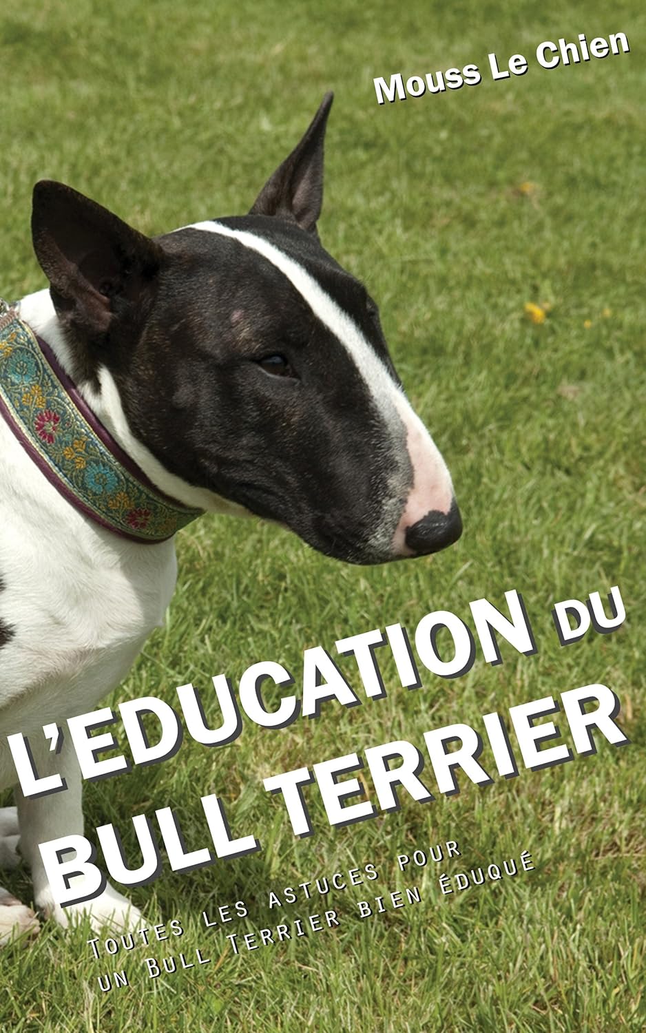 education bull terrier