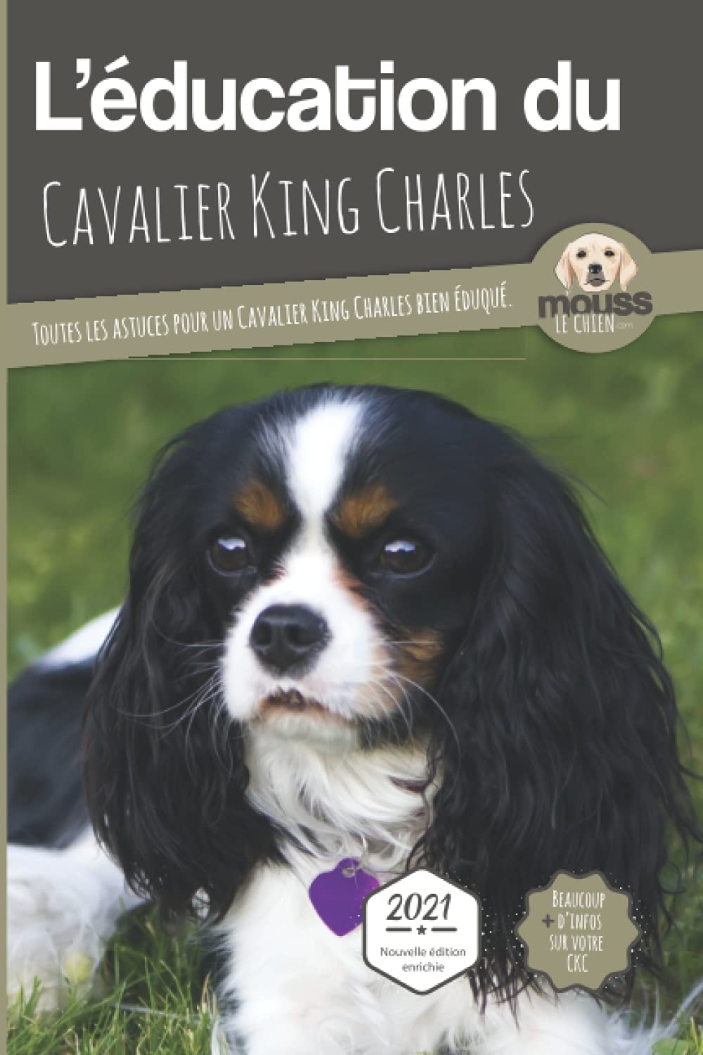 éducation du cavalier King Charles