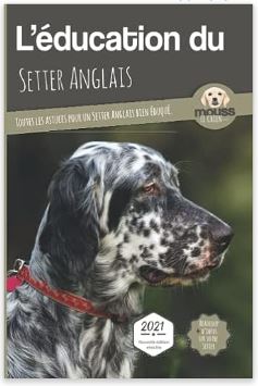 setter anglais