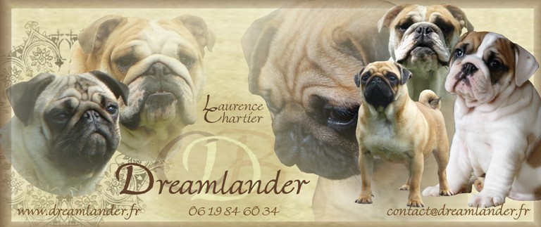elevage dreamlander bulldog anglais