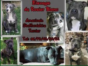 american staffordshire terrier