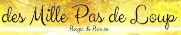 berger de beauce beauceron