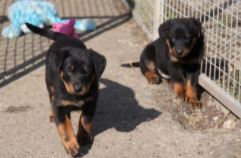 berger de beauce beauceron