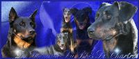 beauceron