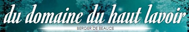 berger de beauce beauceron