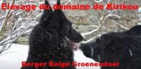 berger belge