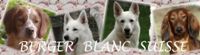 berger blanc suisse