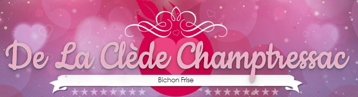 bichon frisé