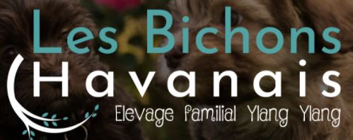 bichon havanais