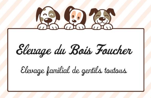 bichon maltais