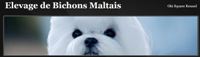 bichon maltais