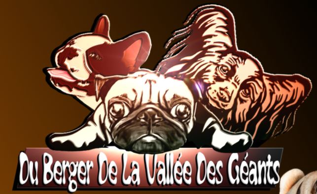 bouledogue français