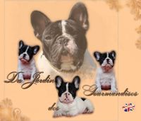 bouledogue français