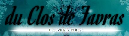 bouvier bernois