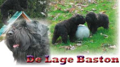 bouvier des flandres