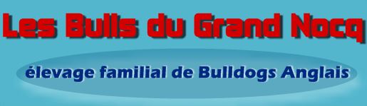 bulldog anglais