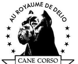 cane corso