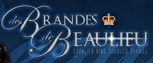 cavalier king charles